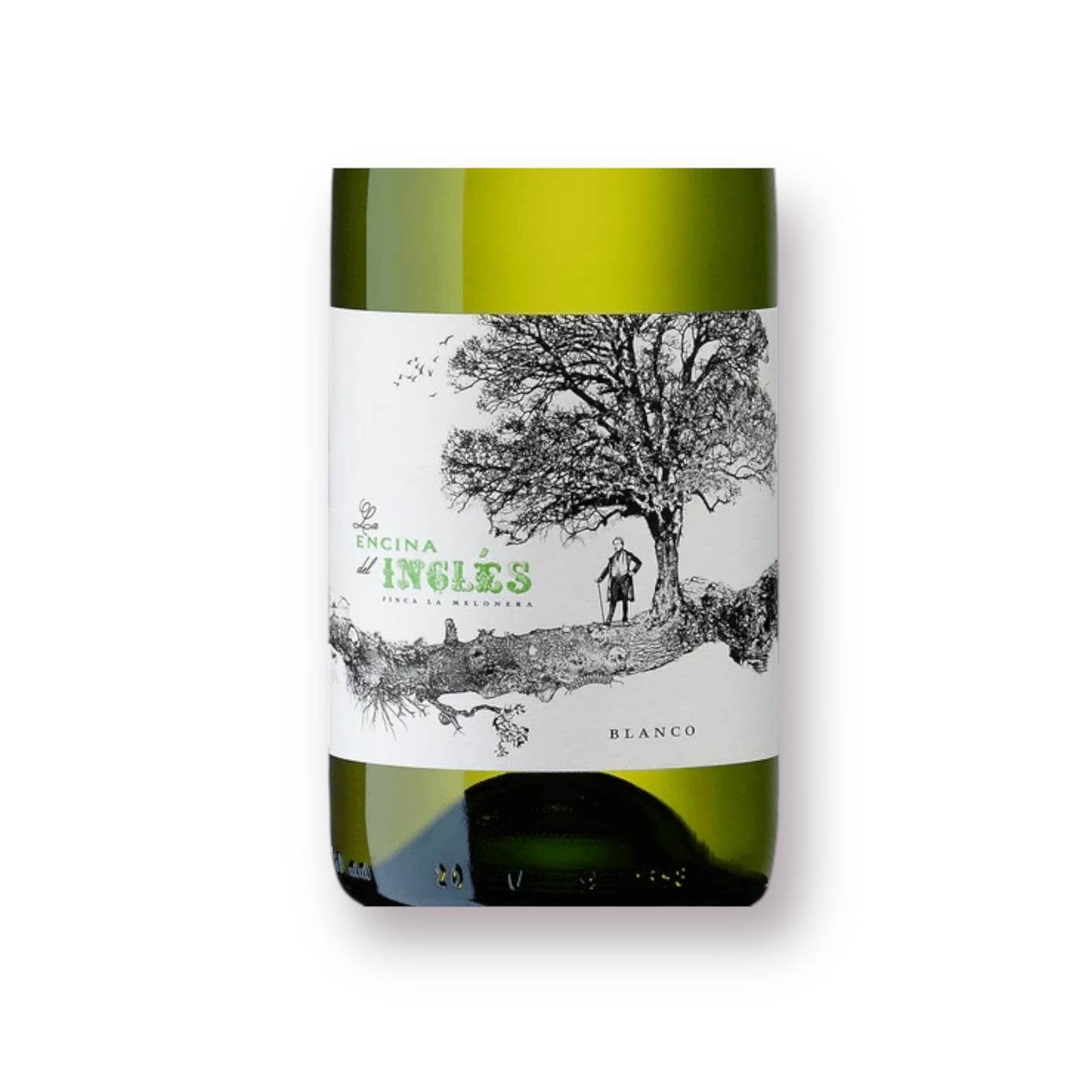 La Encina del Ingles Blanco, La Melonera, Sierras de Malaga (Ronda)